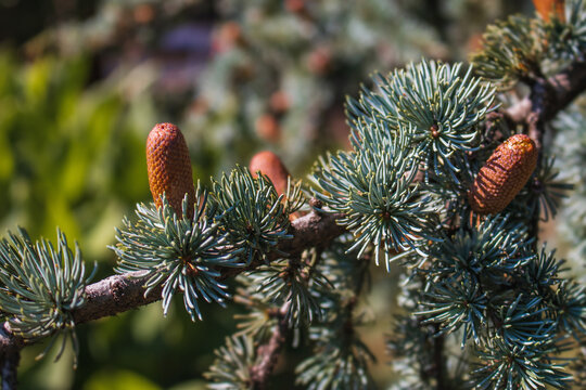 A branch of the blue Atlas cedar (Lat. Cedrus atlantica Glauca) with beautiful yellowish-red cones. Cedar tree, with male cedar cones growing on the branches. Evergreen cedar with lush green needles.