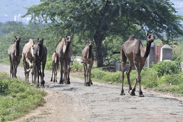 Camels. Village Life Rajasthan.  