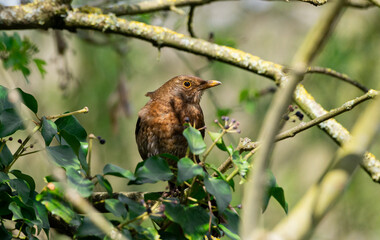 Female blackbird bird hidden in tree branches