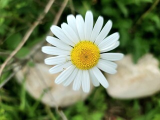 Fototapeta premium Beautiful Daisy Flower
