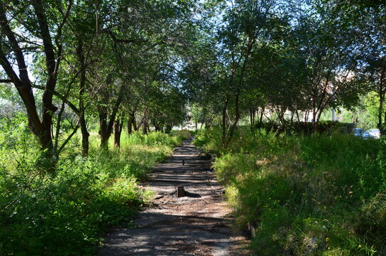 An alley with bird