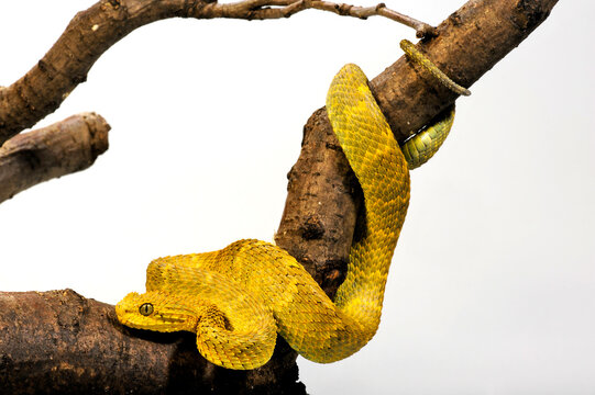 Broadley's Bush Viper, Cameroon Bush Viper  // Broadley Buschviper (Atheris broadleyi / Atheris squamigera) 