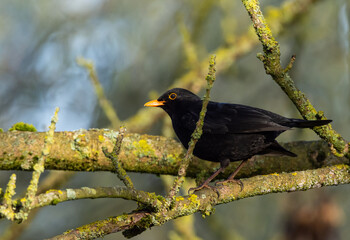 Male black bird sitting on tree branch