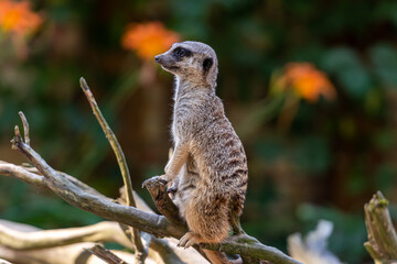 Obraz premium meerkat (Suricata suricatta) keeping watch while stood on a tree with a natural defocused background