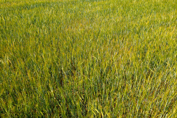 field with unripe green wheat, spikes of wheat, texture effect, view from above, aerial view