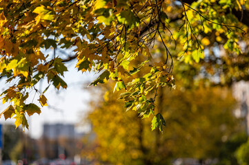 Naklejka na ściany i meble tree branch with autumn leaves, colorful leaves in autumn