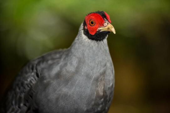 Closeup shot of the Siamese fireback (Lophura diardi) on the blurred background