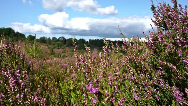 L&uuml;neburger Heide in der Bl&uuml;te im August bei Sonne mit Wolken am Himmel - Naturpark bei L&uuml;neburg