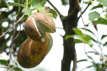 自生のあけびの実