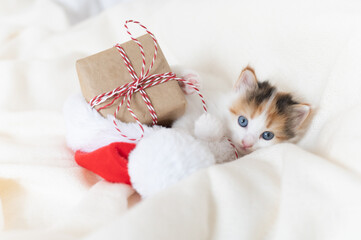 little kitten plays with a New Year's gift on the bed where the santa claus costume lies. High quality 