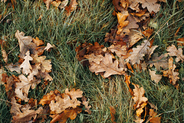 Autumn natural background. Fallen brown dry oak leaves on a green meadow, top view