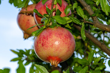 Pomegranate on the plant, a colorful seasonal fruit, rich in vitamins and antioxidants; ideal for juices and drinks to make in the kitchen or cheerful and colorful menus and cocktails.