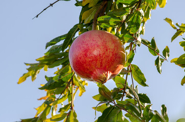 Pomegranate on the plant, a colorful seasonal fruit, rich in vitamins and antioxidants; ideal for juices and drinks to make in the kitchen or cheerful and colorful menus and cocktails.