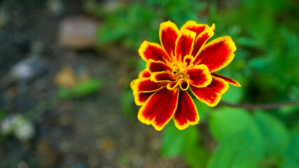 福智山ろく花公園のマリーゴールド