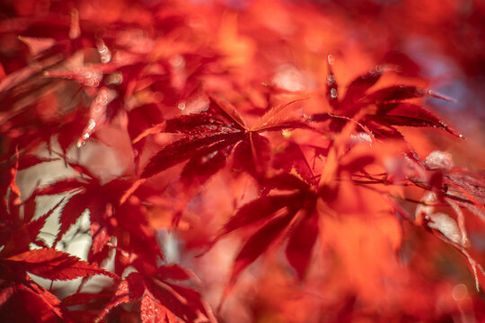 Czerwone liście klonu, sezon jesienny