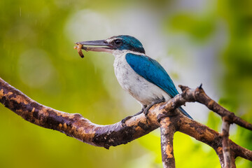 Bird in thailand. The Collared kingfisher, White-collared kingfisher, Mangrove kingfisher