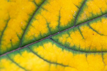 Yellow maple leaf macro photo
