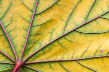 Yellow maple leaf macro photo