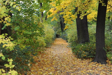 Colorful autumn leaves during foliage in a park and garden during Polish Golden Autumn season in Lazienki Park (Royal Baths Park), Warsaw, Poland, Europe