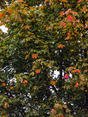 apples on a tree