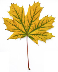 Maple leaf isolated macro photo