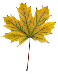Fototapeta premium Maple leaf isolated macro photo