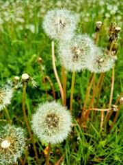 dandelion head