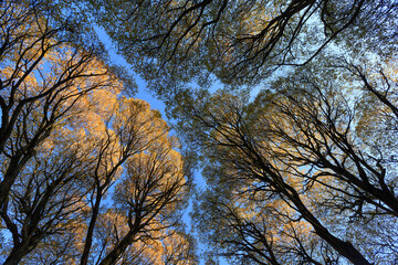 Silhouette of trees on blue sky looks like human lungs.