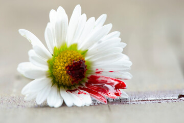 White daisy with blood on it's petals. Concept representing mental illness or environment problems....
