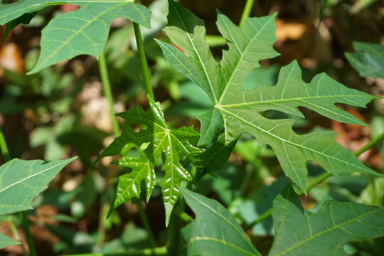 Cnidoscolus aconitifolius, commonly known as chaya or tree spinach. Indonesian call it pepaya jepang