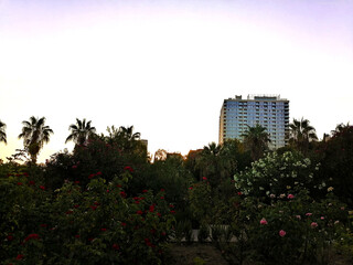 Fototapeta premium View of a multistorey building before sunset through the bushes of roses and palms