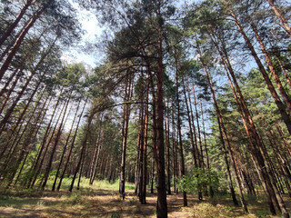 Green forest background. Nature and sun beams