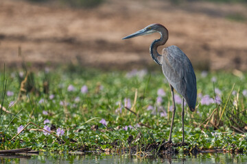 Goliath Heron - Ardea goliath, beautiful large colored heron from African lakes and rivers, Queen Elizabeth National Park, Uganda.