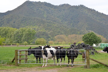 New Zealand Dairy Cows feeding and grazing on pasture