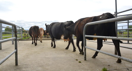 Milking cows on a New Zealand Dairy Farm. 