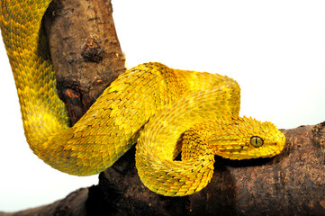 Broadley's Bush Viper, Cameroon Bush Viper  // Broadley Buschviper (Atheris broadleyi / Atheris...