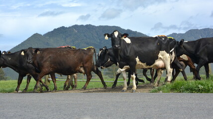 Cows walking on track to the milking shed. New Zealand agriculture 