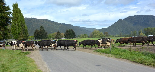 Cows walk the race on the way to the milking shed on a New Zealand Dairy Farm