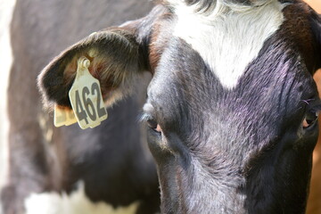 A Friesian Dairy Cow watches intently in New Zealand on a Farm