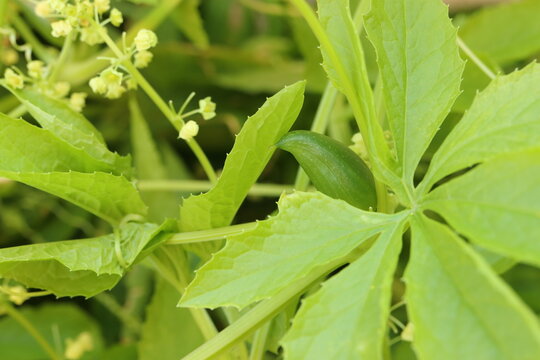 cyclanthera pedata, fruits and flowers of Achochi on a plant