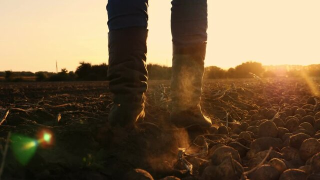 farmer in boots walks across the field. close-up. legs in farming boots. potato harvesting. agricultural field. at sunset. Bottom view