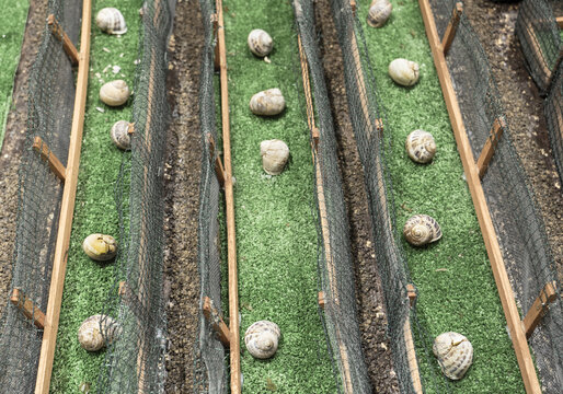 snail farming, or heliciculture
