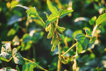 Soy beans grow in the field. Selective focus.