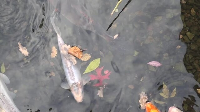 Lots of redfish on the surface of the pond. Koi Carps Fish