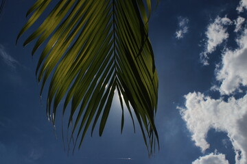 The sun rays on green palm leaves with blue clouds in the background. Sun rays on the Green leafs