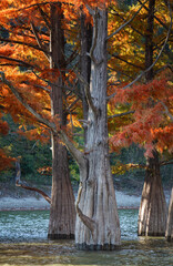 Swamp cypress trees in beautiful autumn dress