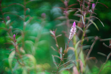 Close-Up Of Pink Flowering Plant On Field