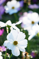 秋に咲くコスモスの花