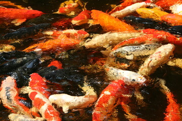 Obraz na płótnie Canvas The beautiful fancy carp koi fish feeding in pond in the garden. Japan Koi Carp in Koi Pond float in water, view from above. Many colourful fishes in one place - yellow fish, orange fish.