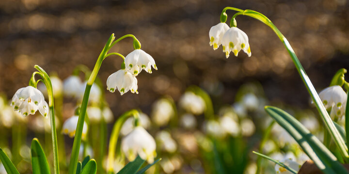 closeup of first flowers in spring. floral background in springtime. beautiful white messengers of season change in nature